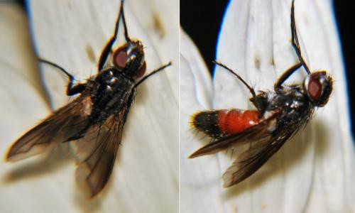 Réf. 246 363 : Eriothrix rufomaculata
